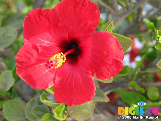 27681 Red hibiscus flower